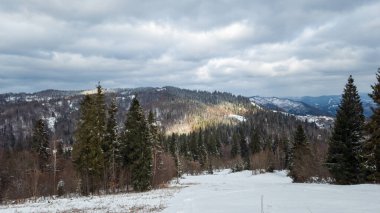 Dağlardaki kış ormanı