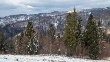 Kış ormanı, kar - ağaçlarla kaplı