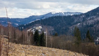 Dağlardaki bir dağ ormanının güzel bir görüntüsü.