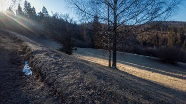 Ormanda güzel bir ağaç görüntüsü.