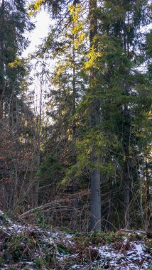 Karpatların dağlarında kış manzarası sabah Ukrayna 'da
