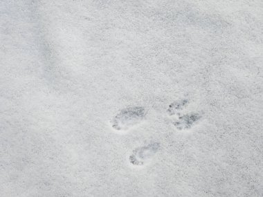 Karda bir köpeğin ayak izleri. Yollarda kış yürüyüşü.