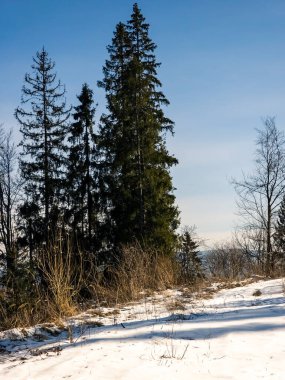 kış orman ağaçlarda kar.
