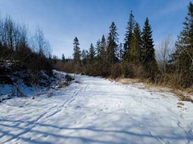 Karlı bir günde bir ormanın kış manzarası