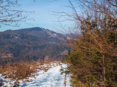 Dağlarda güzel bir orman manzarası