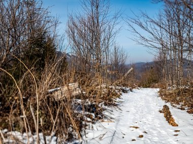 Karlı bir yolun kış manzarası. Ormanda bir patika.