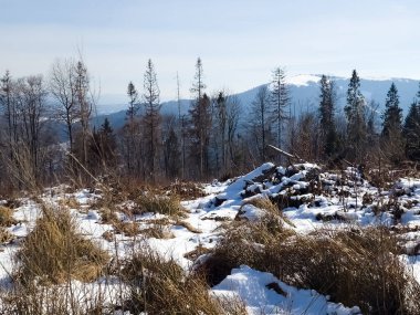Kar - kış dağlarında ağaçlar