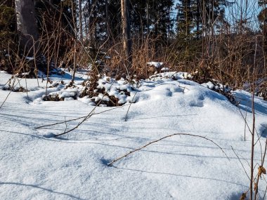 Güneşli bir günde kış ormanı