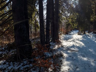 Sonbaharda dağlarda güzel bir sonbahar ormanı.