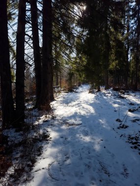 Karda ağaçlar ve mavi gökyüzü olan kış manzarası