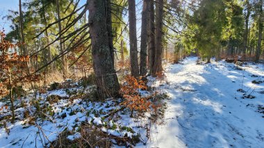 Karlı kış ormanı