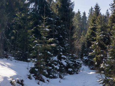 Vitosha mountains, Bulgaristan için kış manzarası