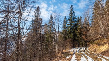 Kışın orman Karpatlar 'ın dağlarında