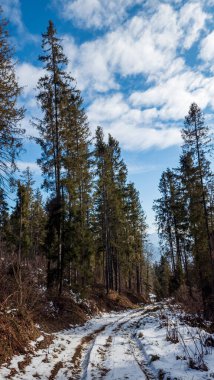 Ormanın güzel manzarası