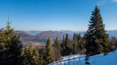 Güzel kış manzarası. Ağaçlar karla kaplı..