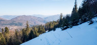 Kışın karla kaplı orman