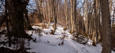 Dağlardaki güzel orman