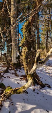 Dağlardaki bir ormanın dikey görüntüsü.