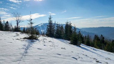 Kış ormanında karla kaplı ağaçlar