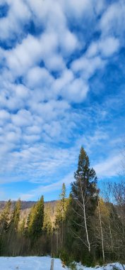 Karla kaplı ağaçlarla kaplı kış manzarası