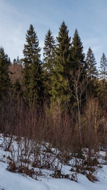 Karlı güzel kış manzarası