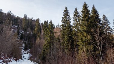 Ormanda karla kaplı ağaçlar. Kış manzarası karla kaplı - kışın orman ve kar