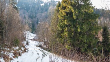 Ormanda güzel bir yol manzarası.