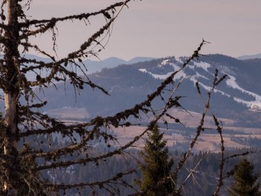 Dağlarda karla kaplı ağaçların dikey görüntüsü.