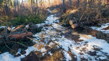 Karlı ve ağaçlı kış ormanı