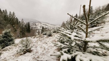 Karpatlar 'da kış dağı manzarası