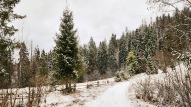 Dağlardaki kış ormanı. Kış manzarası.