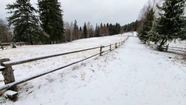 Kışın karla kaplı ağaçlar.