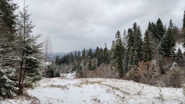 Güzel kış ormanı manzarası. Arkasında karla kaplı dağlar var.