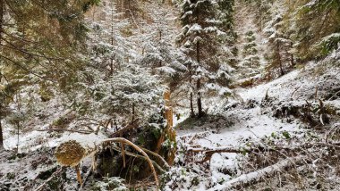 Dağlardaki güzel orman