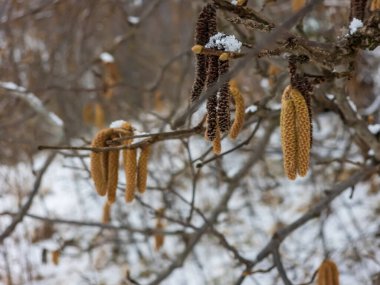 Güzel botanik fotoğrafı, doğal duvar kağıdı.