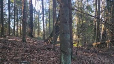 İlkbaharda orman ağaçları.