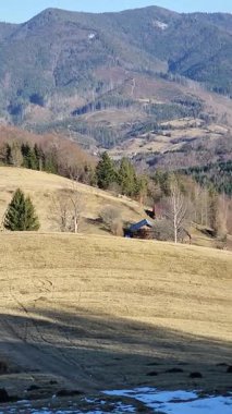 Dağ manzaralı, ormandaki güzel bir ağaç görüntüsü.