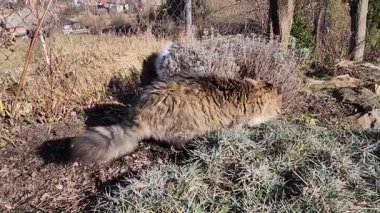 Kedi yerde bir oyuncakla oynuyor.