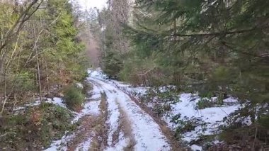 Ormanda kış manzarası.