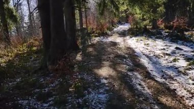 Karlı bir ormanın dikey görüntüsü.