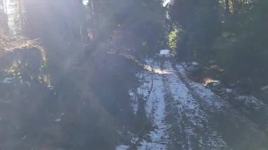 Kış ormanında yol