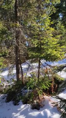 Ormanın güzel manzarası