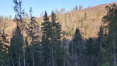 Dağlardaki ormanın güzel manzarası