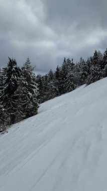 Kışın karla kaplı çam ormanı