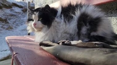 Beyaz tüylü kedi ahşap bir bankta yatıyor, yakın plan -