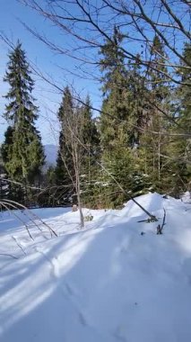 Güneşli bir kış gününde karla kaplı orman