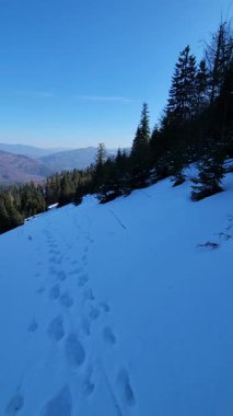 Karla kaplı ağaçlarla kaplı kış manzarası