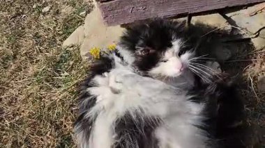 Şirin bir kedinin yakın plan fotoğrafı.