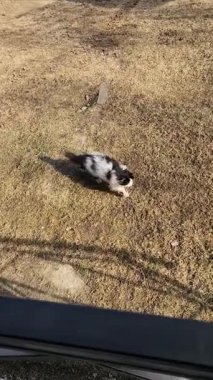 Bahçedeki beyaz kedi