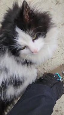 Bahçedeki kara kedi